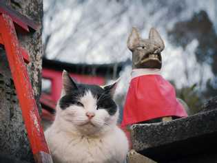 日本の猫