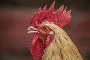 とさかの歴史